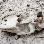 snowy elk skull