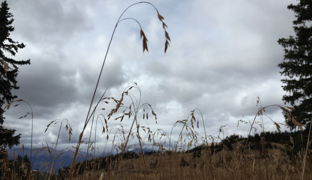 Meadow grass up Weston Pass, hunting day 2.