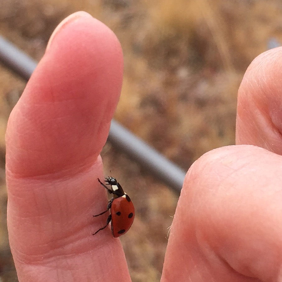 Ladybug ladybug, fly away home . . . and take me with you!