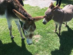 Ginny and Herbie, the Gunnison KOA's welcome burros.